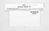 Splanchnonema foedans image